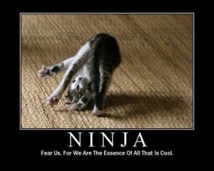 Cats-are-ninjas-cats-18104173-400-320