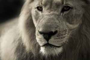 lion-animal-portrait-africa-safari-40196.jpeg