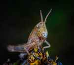 macro photo of brown grasshopper